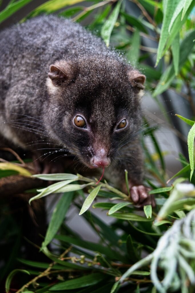 possum puns