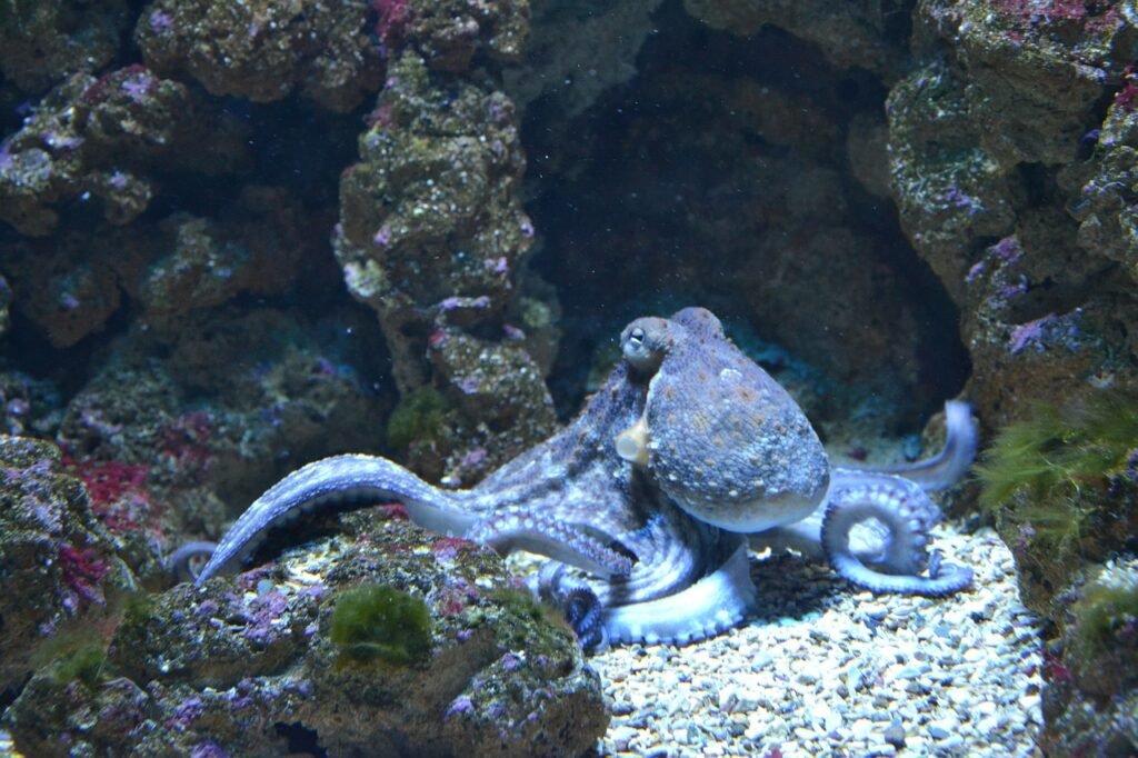 octopus jokes