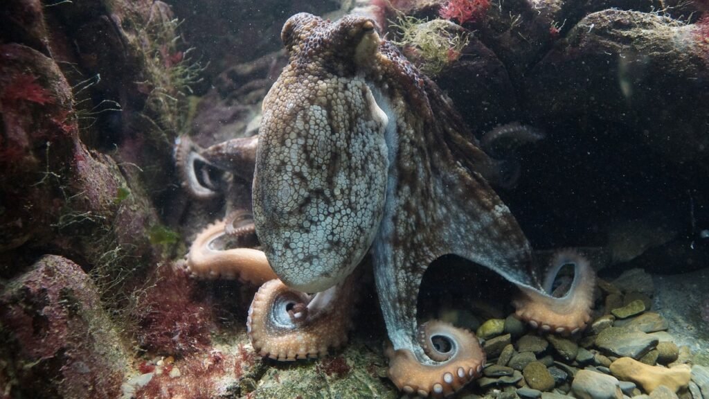 octopus puns