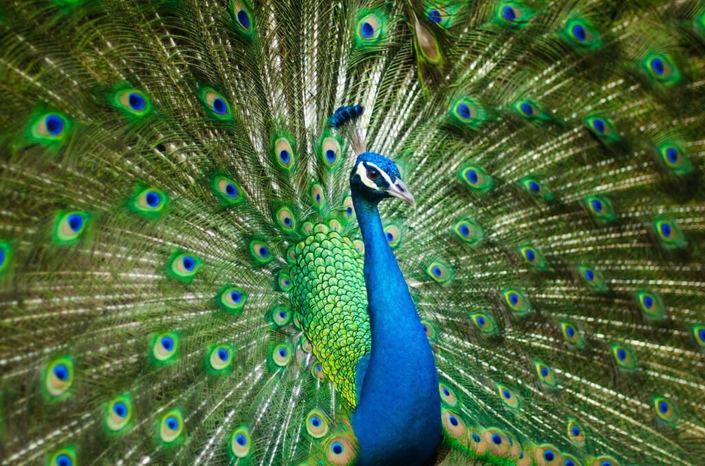 peacock puns