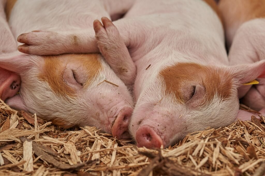 pig jokes