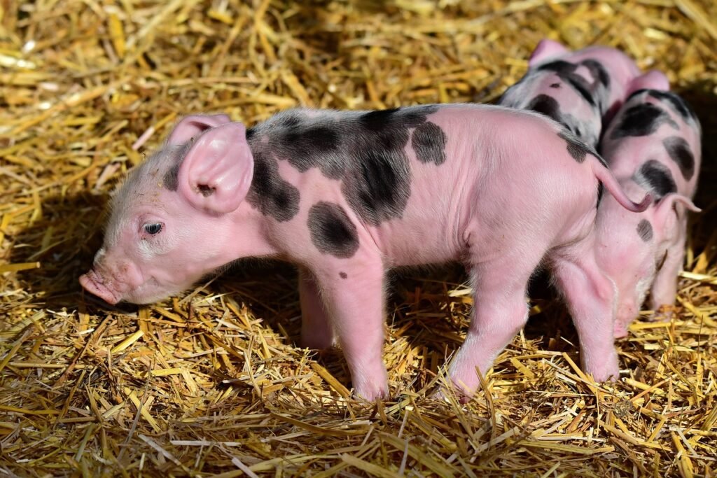 pig jokes