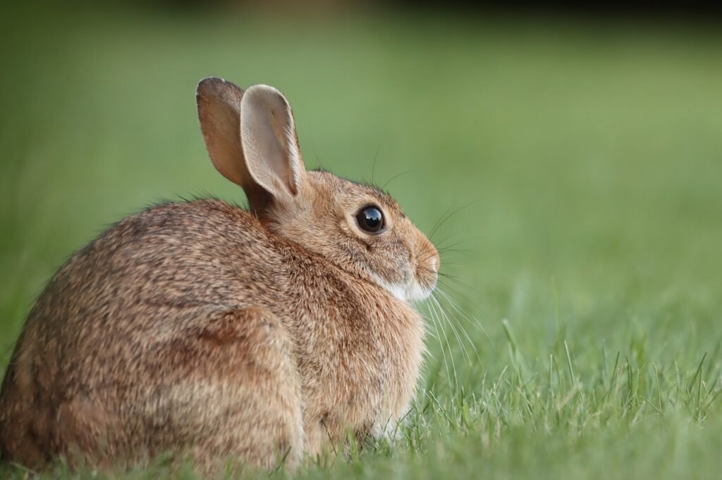 rabbit puns