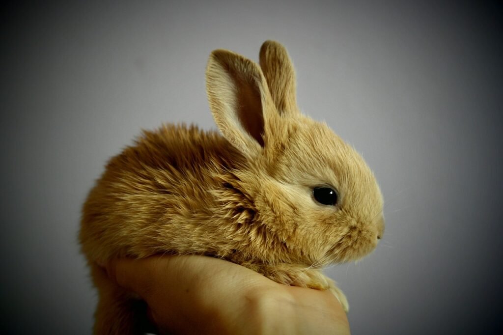 rabbit puns