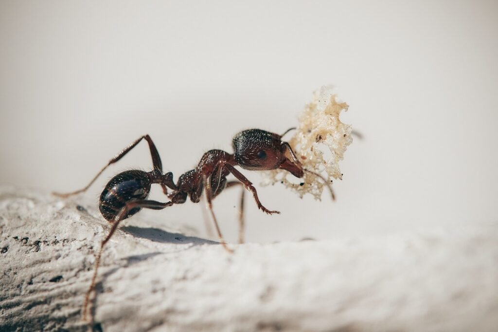 ant jokes