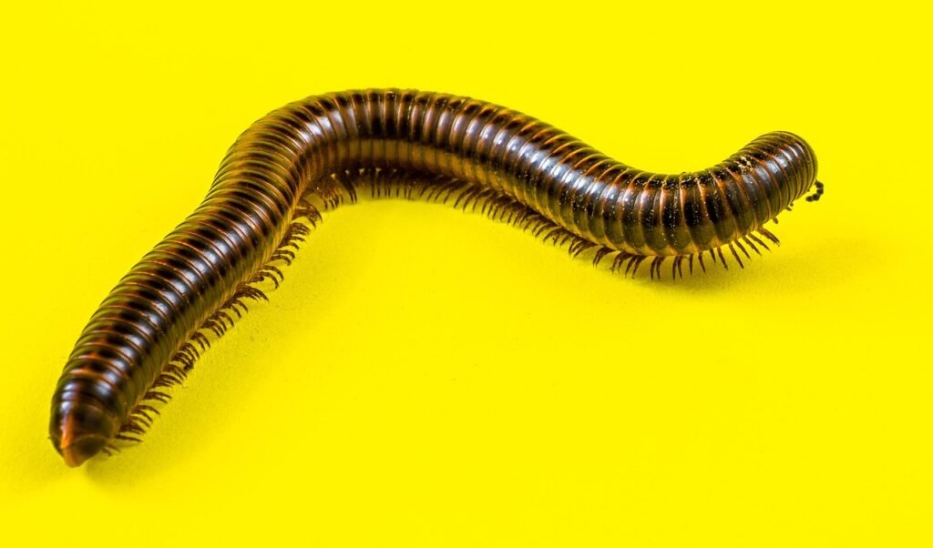 worm jokes