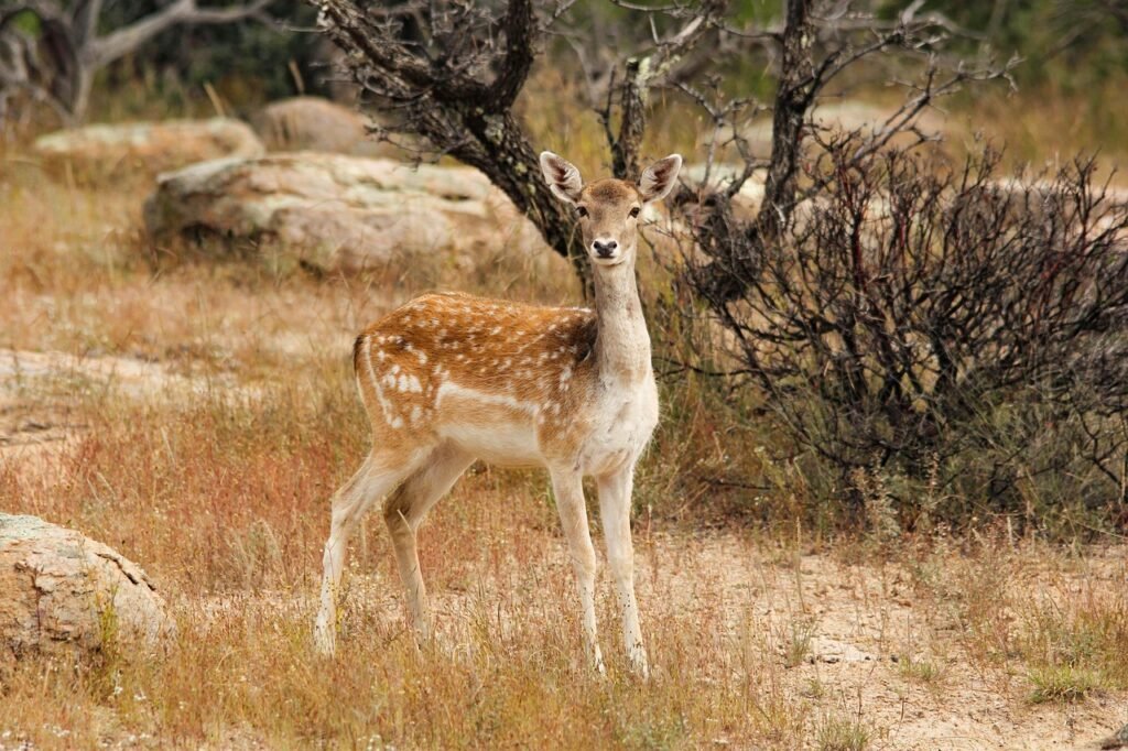 deer puns