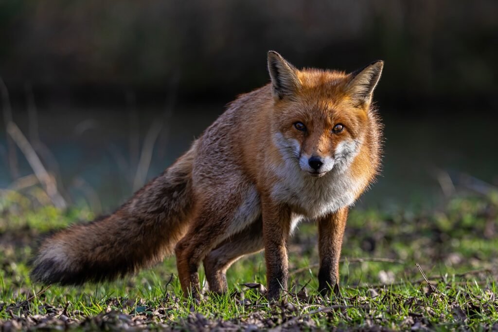 fox jokes