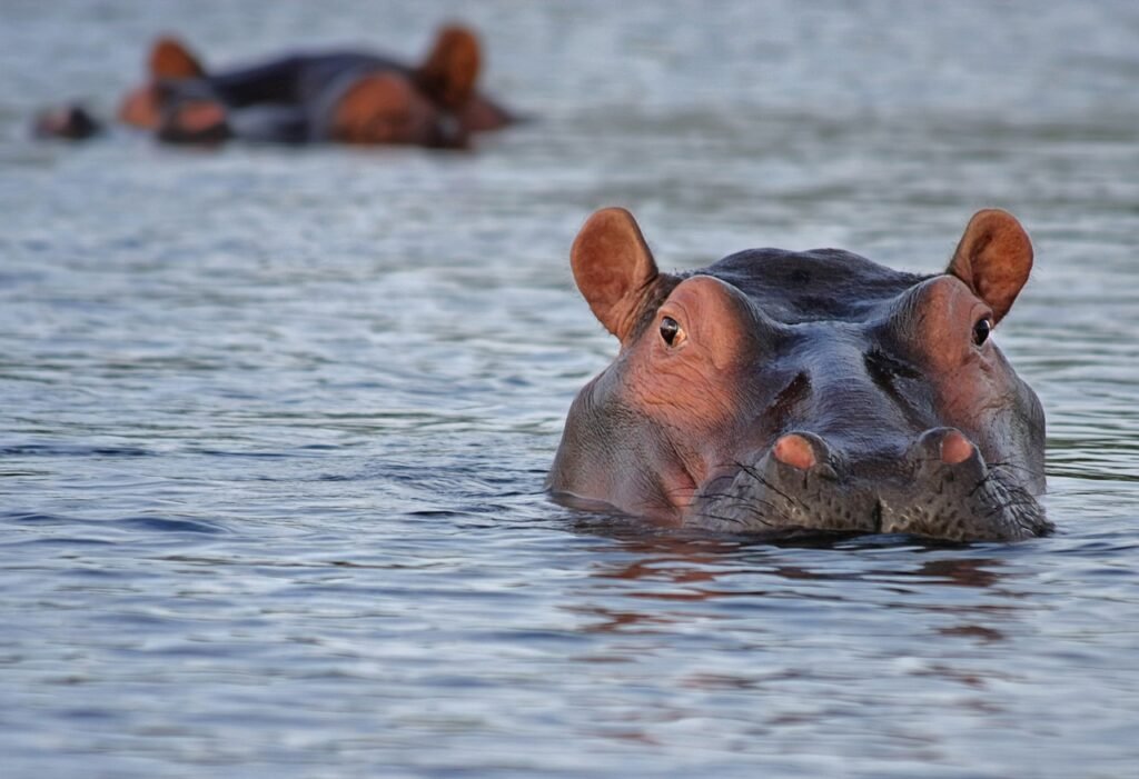 hippo jokes