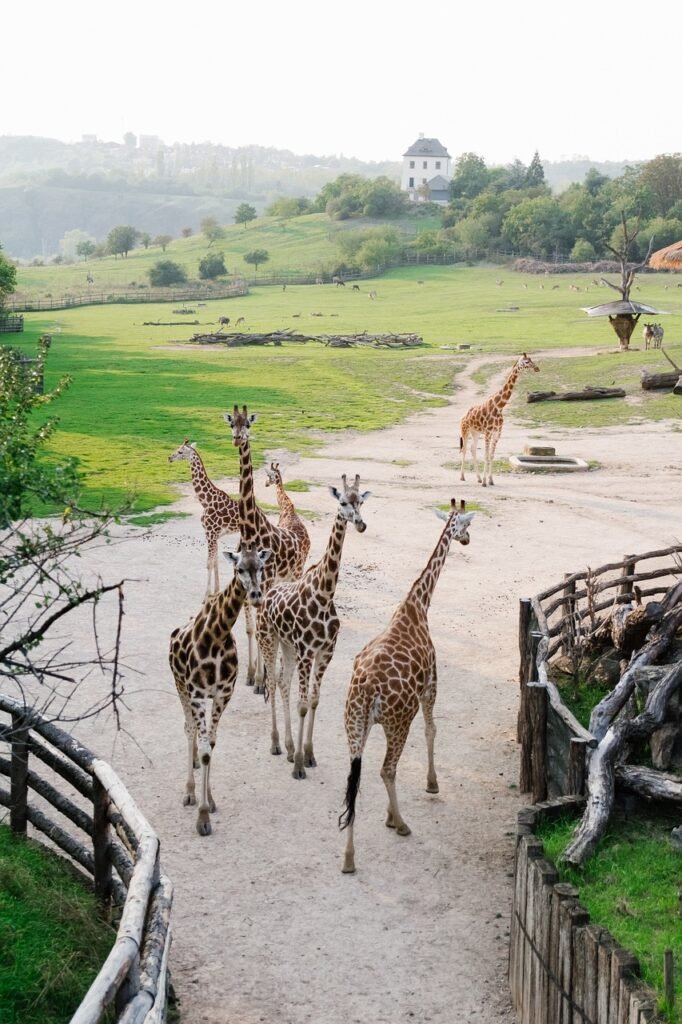 zoo puns