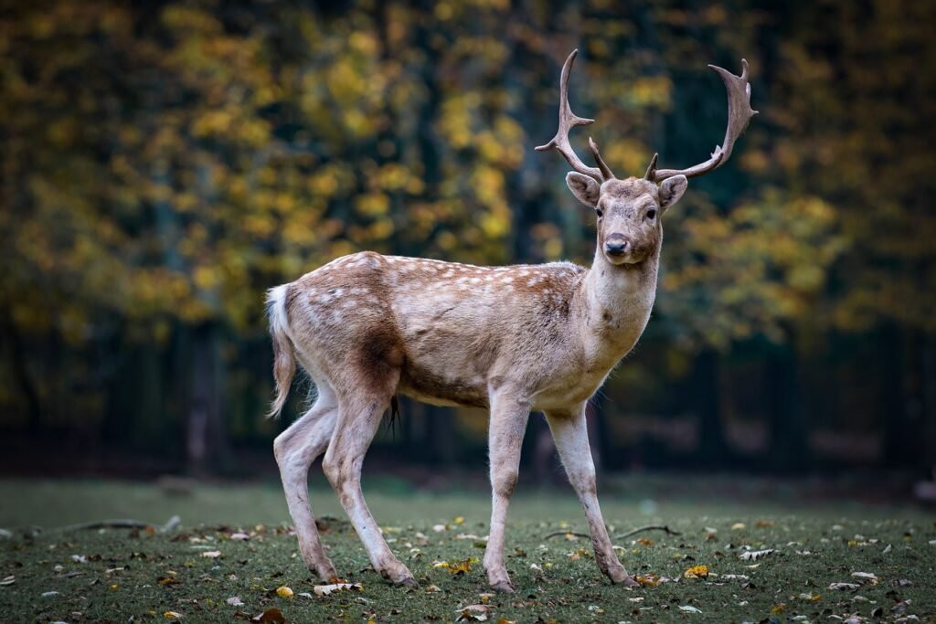 deer jokes