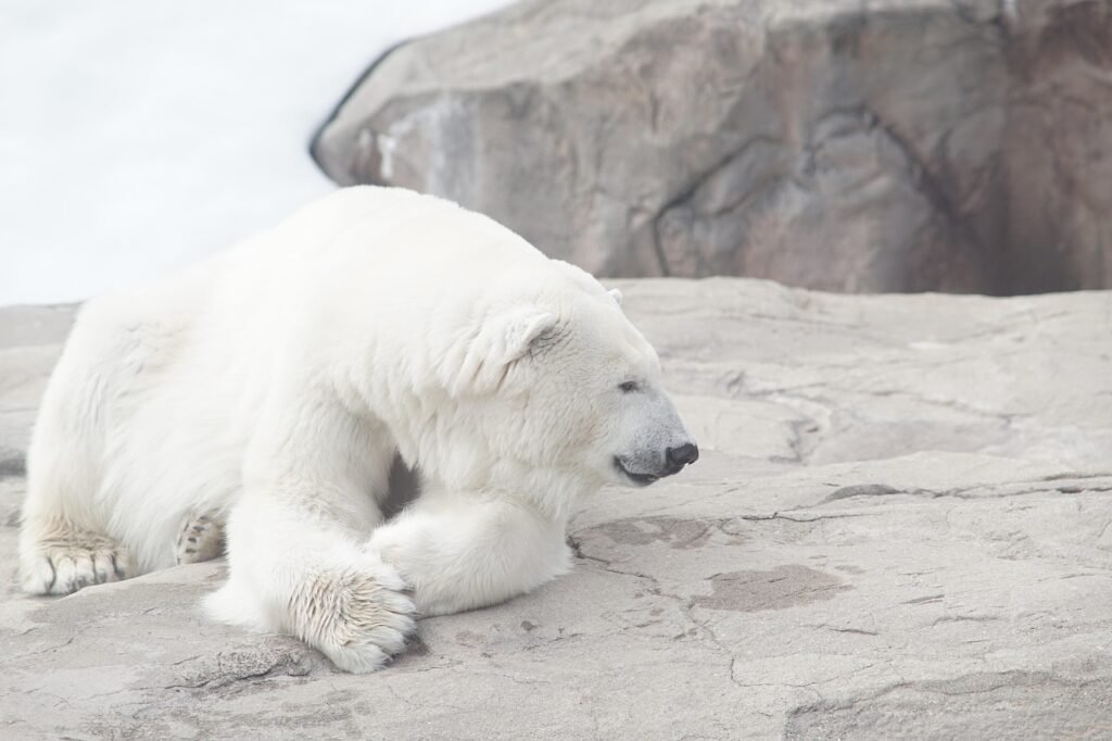 polar bear puns