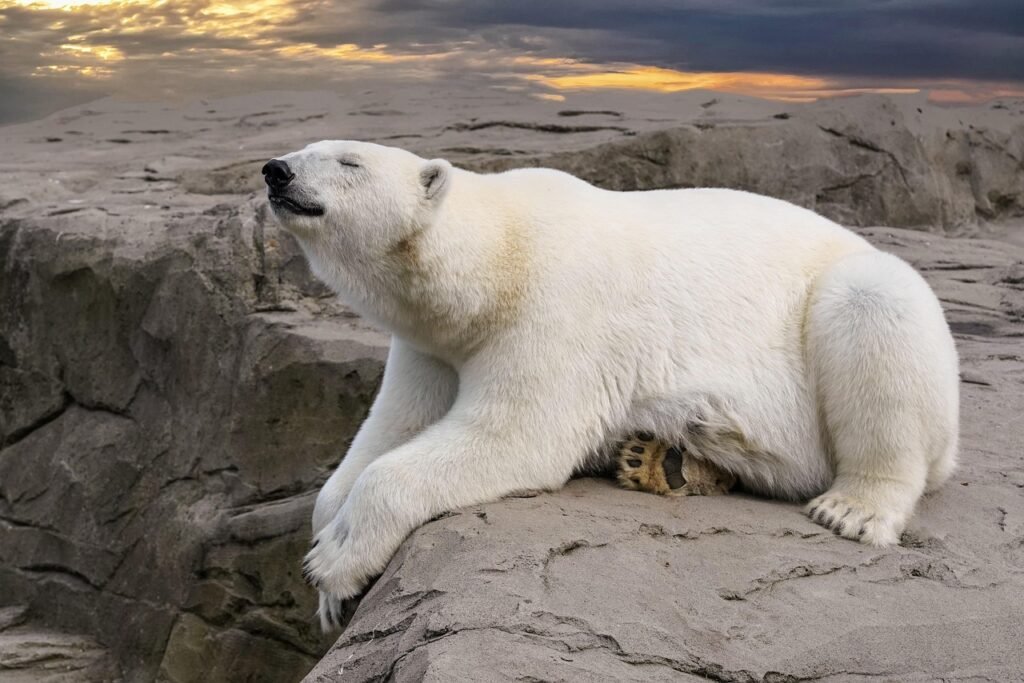 polar bear jokes