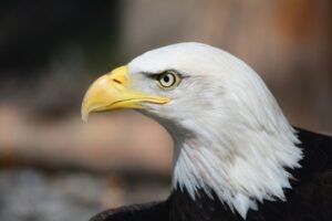 eagle puns