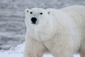 polar bear puns