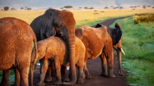 elephant puns