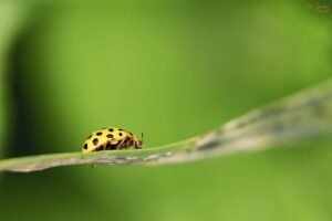 ladybug puns