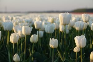 tulip puns