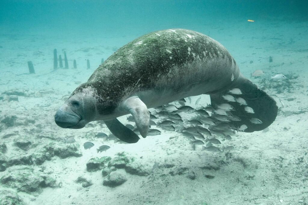 manatee puns