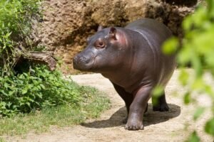hippo puns