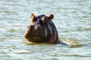 hippo puns