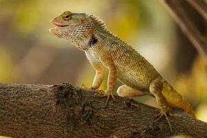 lizard puns