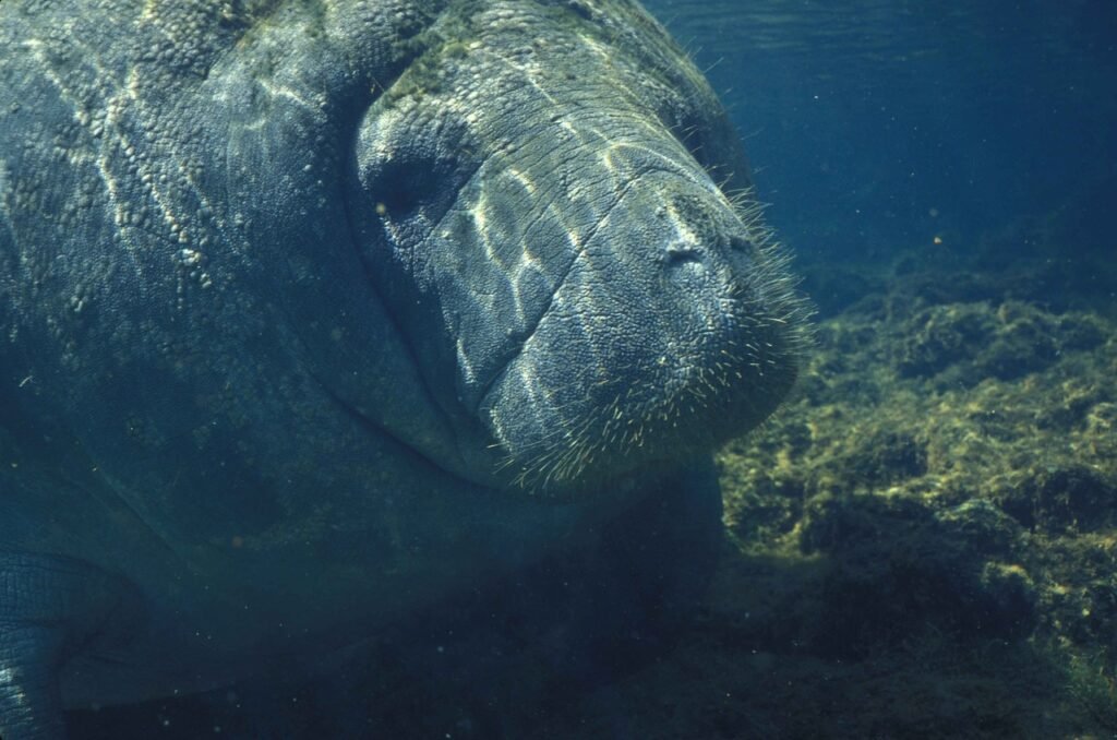 manateee jokes