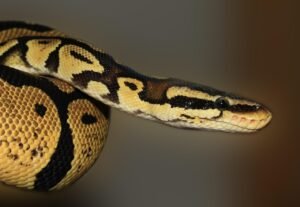 snake puns