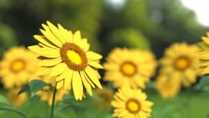 sunflower puns